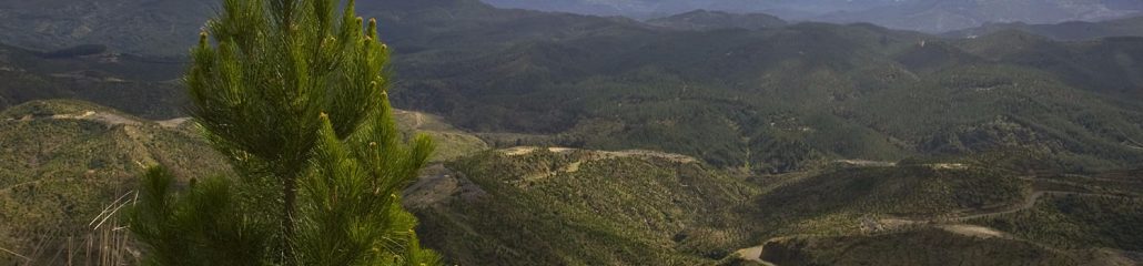 Pan Pac forestry